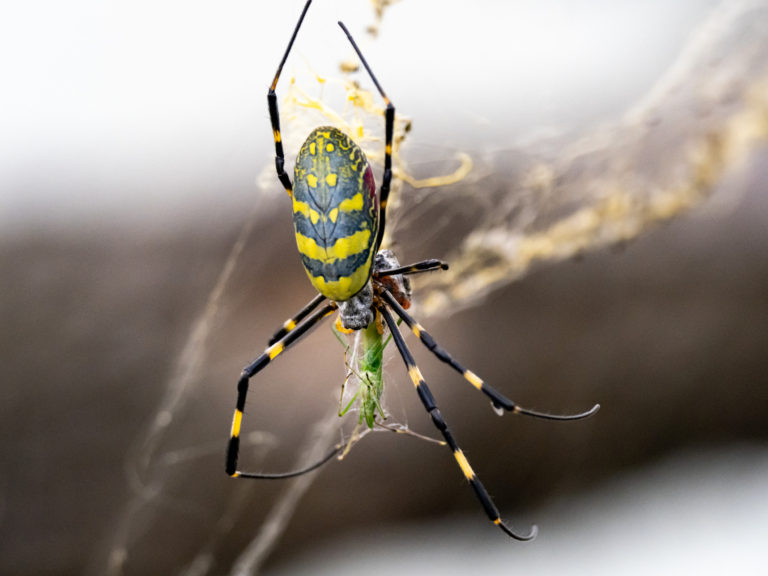 Do Joro Spiders Bite? Palm-Sized Invasive Species Takes Hold in Georgia ...