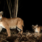 Mountain lions in Los Angeles become night owls to avoid humans