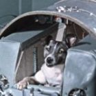 The Tragic Story Of Laika, The Soviet ‘Canine Cosmonaut’ Who Made Space History In 1957