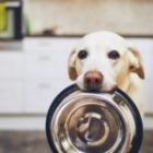 Dog treats made of lab-grown meat just went on sale for the first time